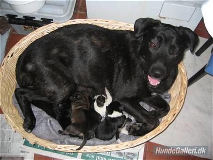 Blanding af racer Fie billede 1