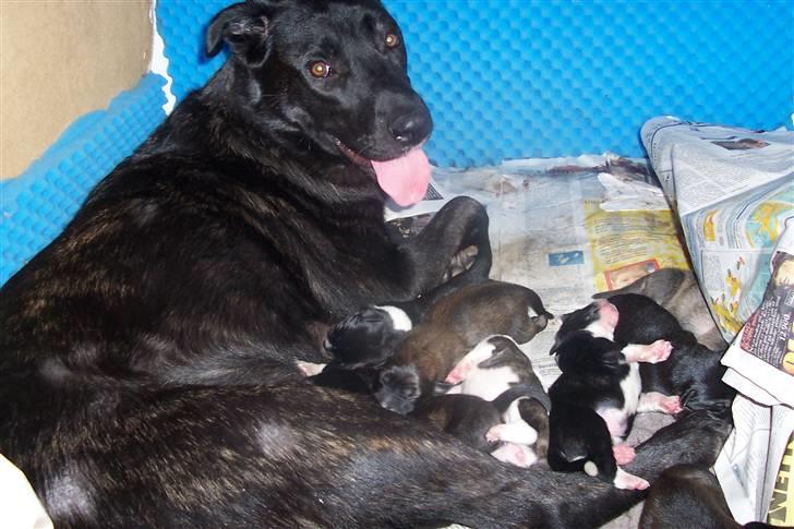 Blanding af racer Fie billede 2