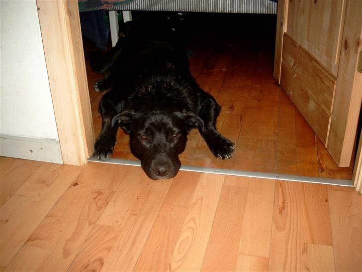 Blanding af racer Fie billede 3