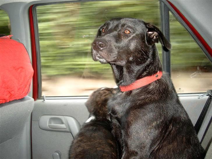 Blanding af racer Fie billede 5