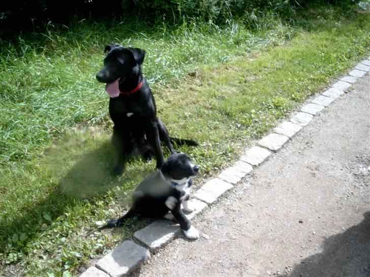 Blanding af racer Fie billede 6