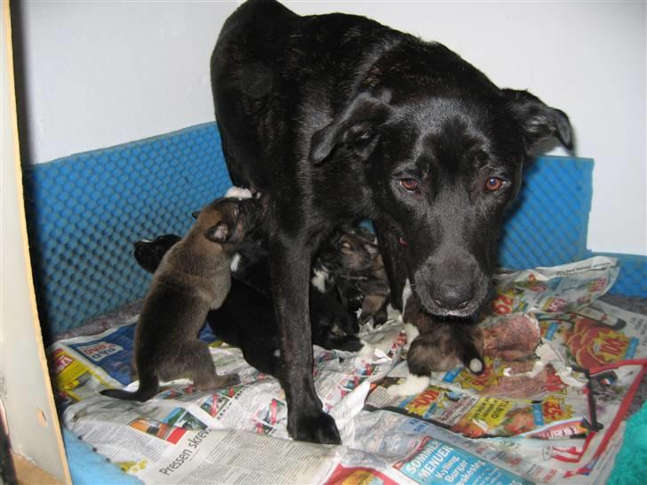 Blanding af racer Fie billede 7