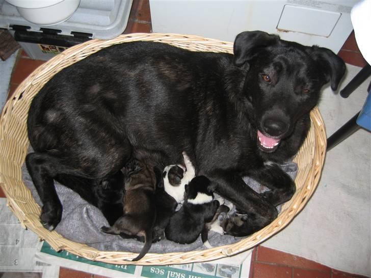 Blanding af racer Fie billede 8