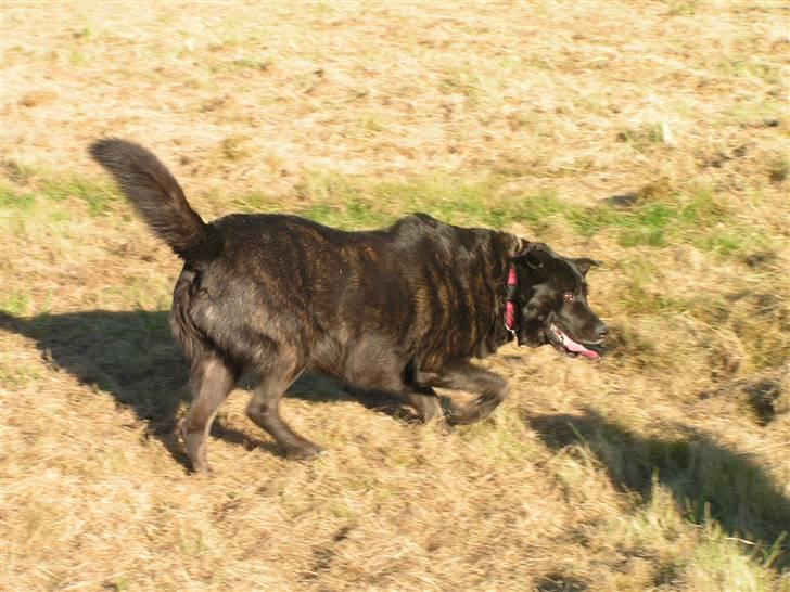 Blanding af racer Fie billede 9