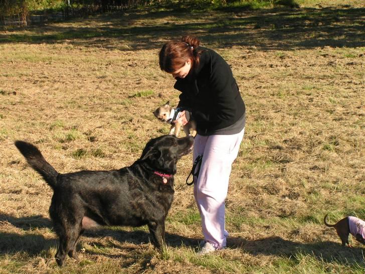 Blanding af racer Fie billede 10