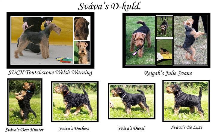 Welsh terrier Reigab's Julie Svane - D-kuldet  født 26-05-2007 efter SCH Toutchstone Welsh Warning   X   Reigab´s Julie Svane (Julie ) billede 15
