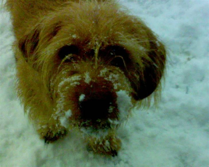 Basset fauve de bretagne baloo - baloo med sne i hele hovedet billede 10