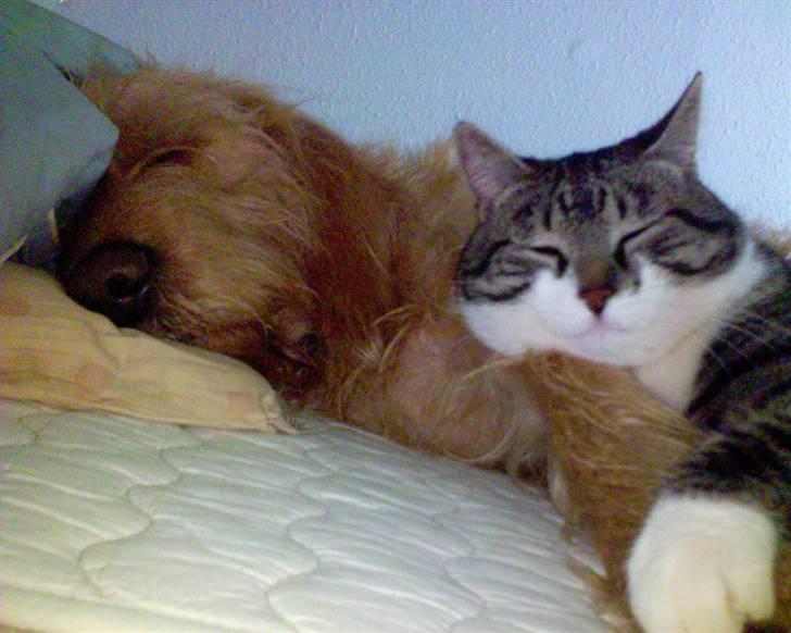 Basset fauve de bretagne baloo - baloo og tiger billede 11