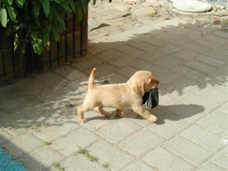 Basset fauve de bretagne baloo - Baloo som baby billede 12