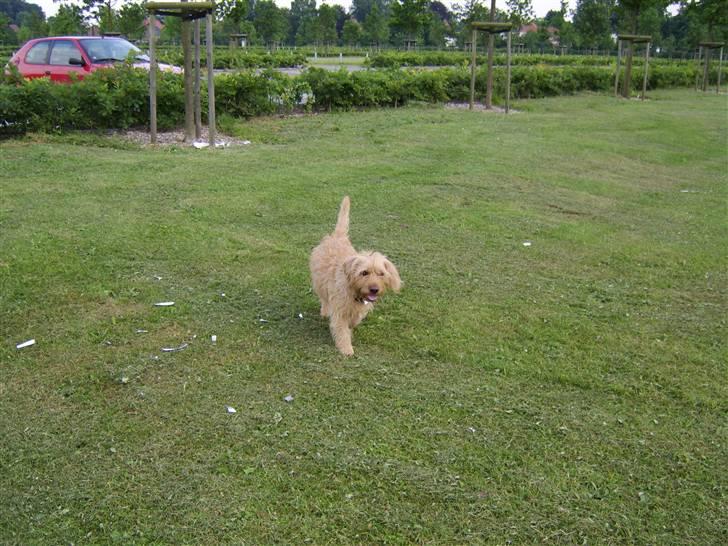 Basset fauve de bretagne baloo - Jeg er bare skøn siger min mor billede 13
