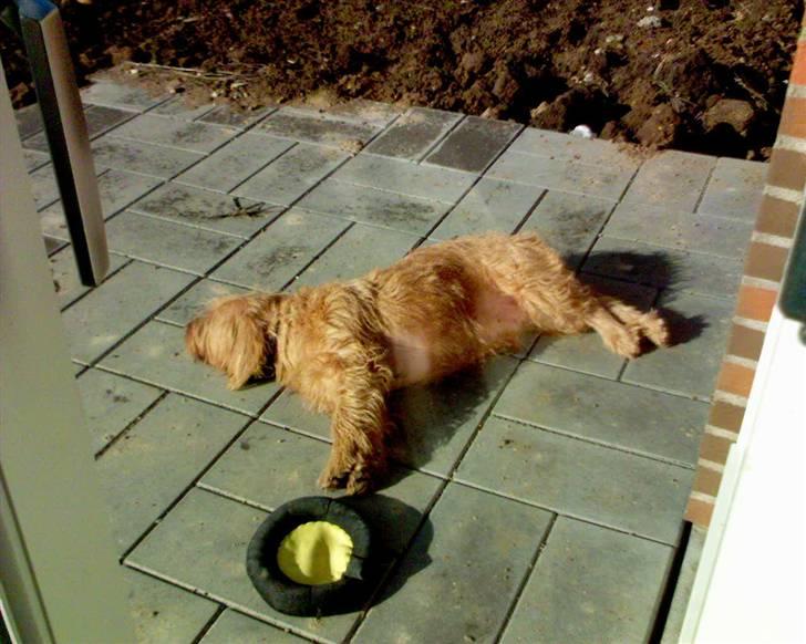 Basset fauve de bretagne baloo - Tar lige en slapper efter at ha leget billede 14