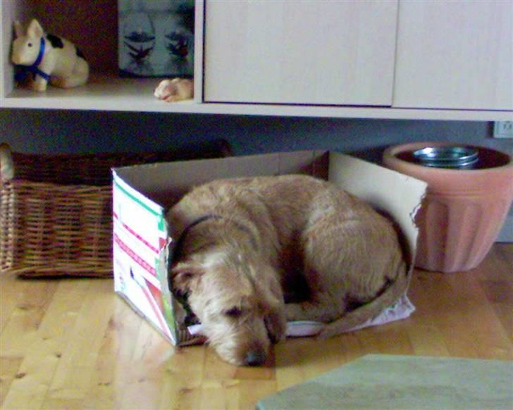 Basset fauve de bretagne baloo - Tar lige en lur i en papkasse billede 16