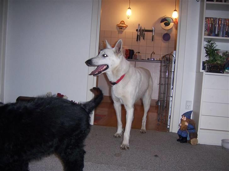 Hvid Schweizisk Hyrdehund Raia RIP billede 1