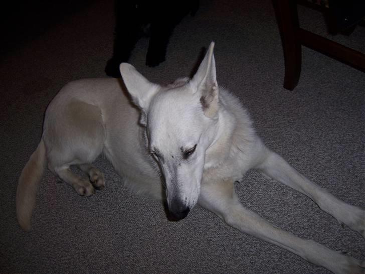 Hvid Schweizisk Hyrdehund Raia RIP billede 2