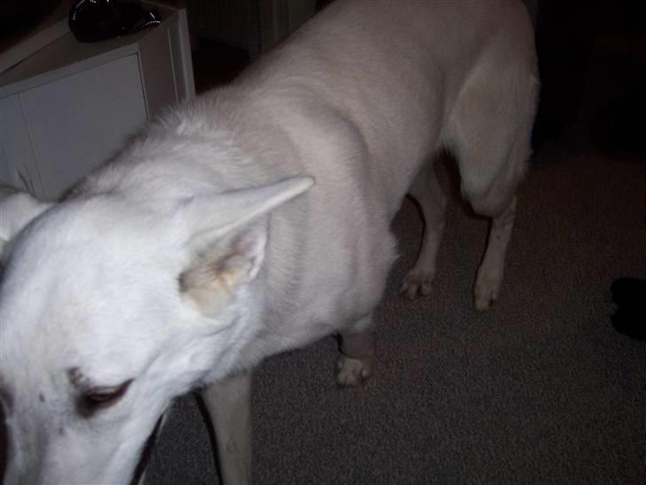 Hvid Schweizisk Hyrdehund Raia RIP billede 3