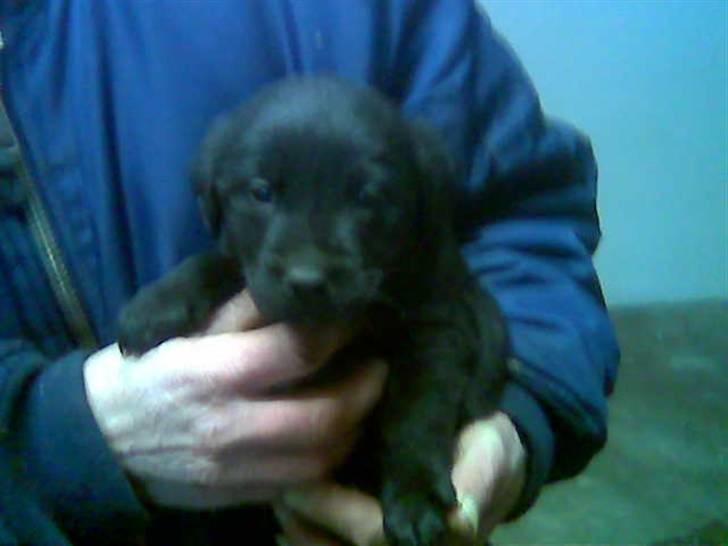 Labrador retriever Bonni - Lidt tid inden vi fik hende.  billede 2