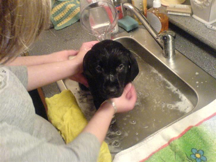 Labrador retriever Bonni - bader. billede 3