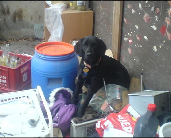 Labrador retriever Bonni - passer på sit mad billede 5