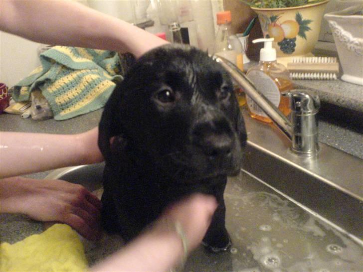 Labrador retriever Bonni - Bader, billede 6