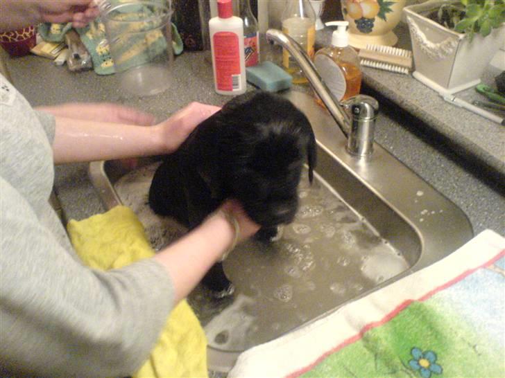 Labrador retriever Bonni - bader billede 8