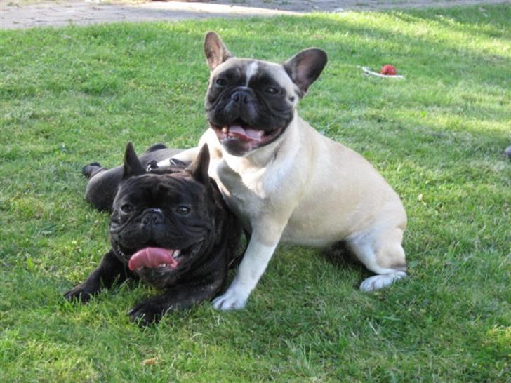 Fransk bulldog Alma Rosina - Min kæreste Termino....:) billede 12