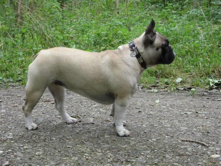 Fransk bulldog Alma Rosina - 8 mdr. billede 13