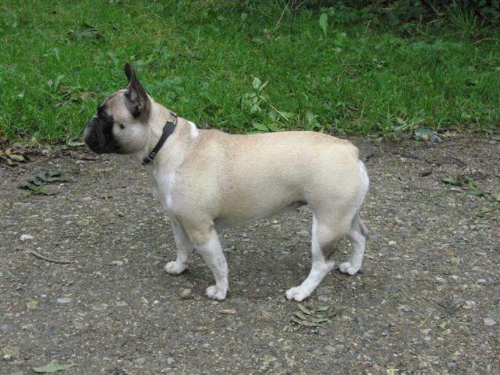 Fransk bulldog Alma Rosina - 8 mdr. billede 14