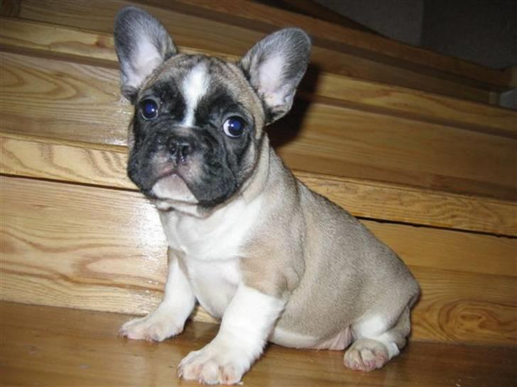 Fransk bulldog Alma Rosina - Alma 8 uger billede 15