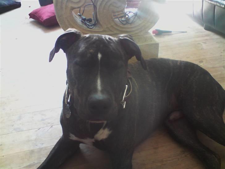 Amerikansk staffordshire terrier Loco billede 6