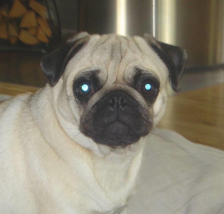 Mops Tronkærs Pearl Princess  billede 1