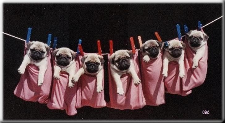 Mops Tronkærs Pearl Princess  billede 2