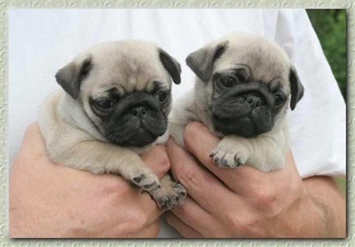 Mops Tronkærs Pearl Princess  billede 3