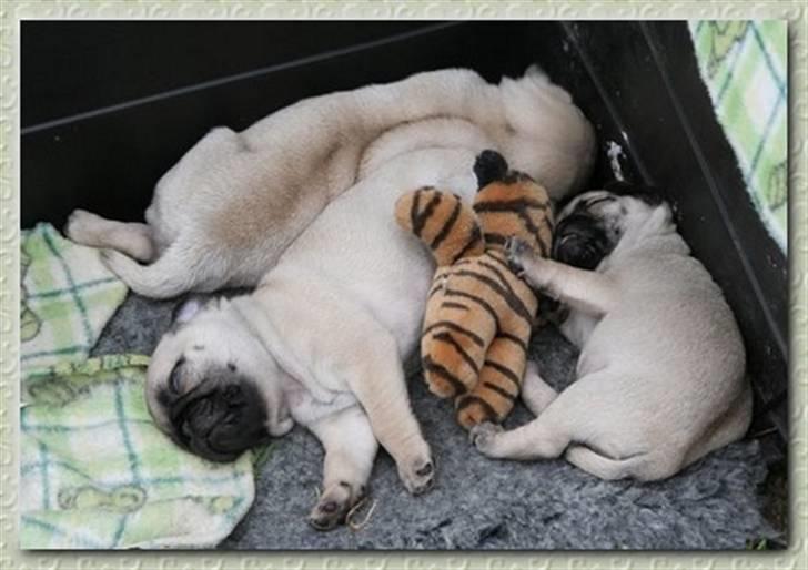 Mops Tronkærs Pearl Princess  billede 4