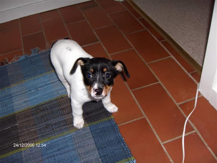 Dansk svensk gaardhund Baloo - Juleaften 2006 min 2. dag hjemme. billede 6