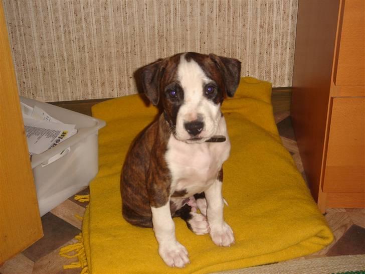 Amerikansk staffordshire terrier Brumle billede 1