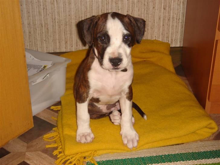 Amerikansk staffordshire terrier Brumle billede 2