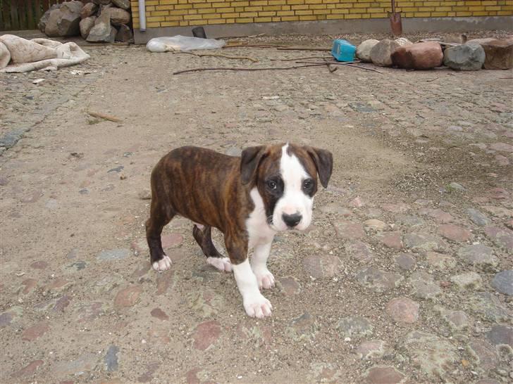Amerikansk staffordshire terrier Brumle billede 3
