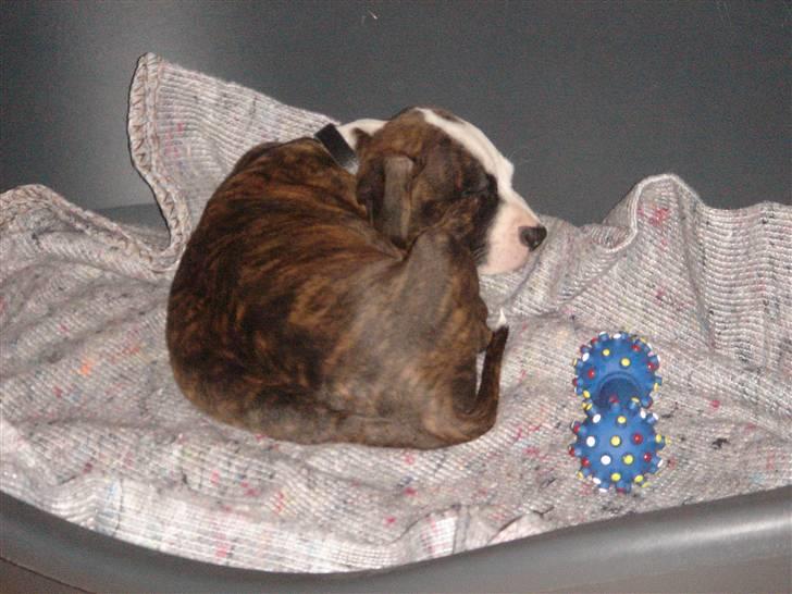 Amerikansk staffordshire terrier Brumle billede 4