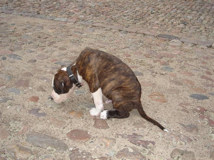 Amerikansk staffordshire terrier Brumle billede 5