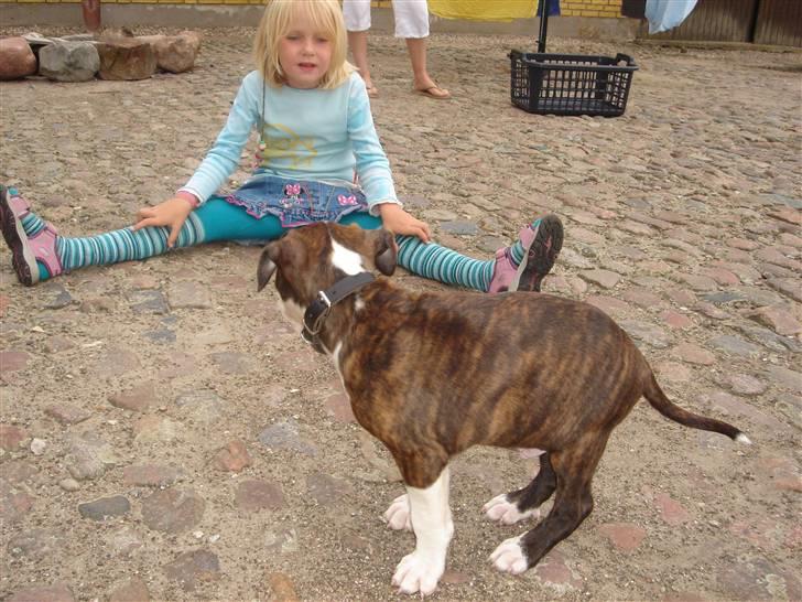 Amerikansk staffordshire terrier Brumle billede 6