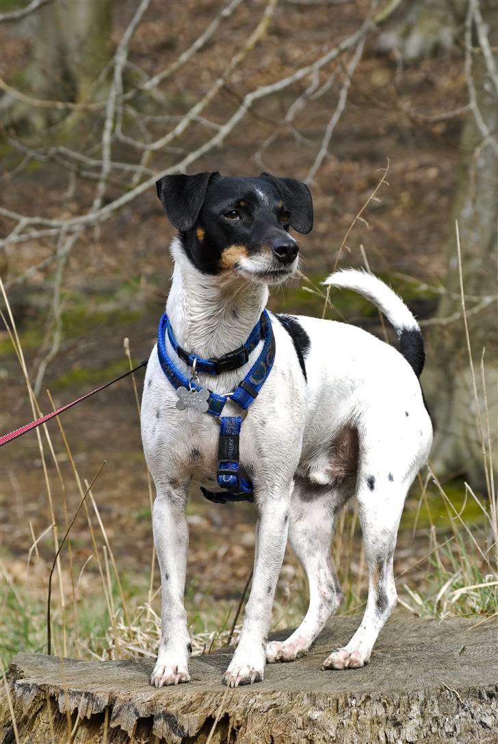 Dansk svensk gaardhund Eddie R.I.P. min dreng... - Det billed her er taget li efter jeg har været faldet i vandet, og har rullet mig, er jeg ik dygtig??? (Fotograf: Maria Diling) billede 14