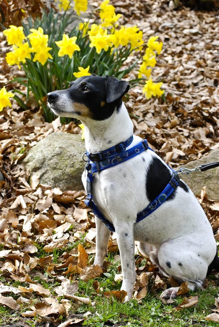 Dansk svensk gaardhund Eddie R.I.P. min dreng... - Nu sidder jeg da pænt mor ik??? (Fotograf: Maria Diling) billede 16