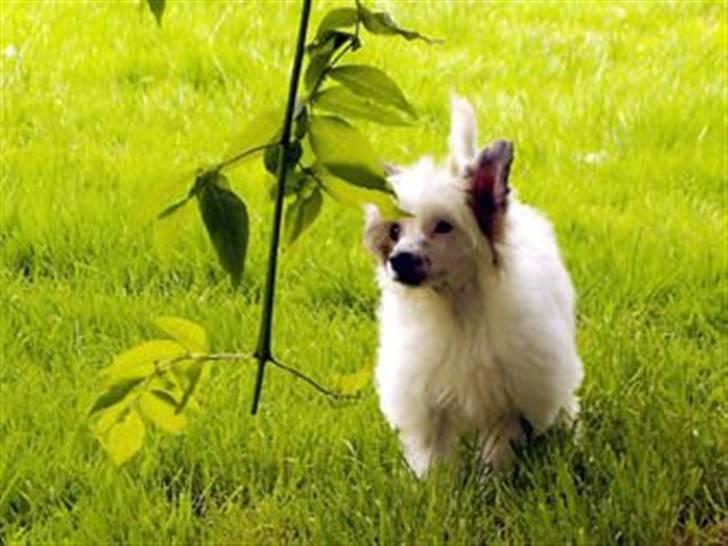 Chinese crested hårløs Clare - Hvad er det for noget, det der!!!!! billede 11