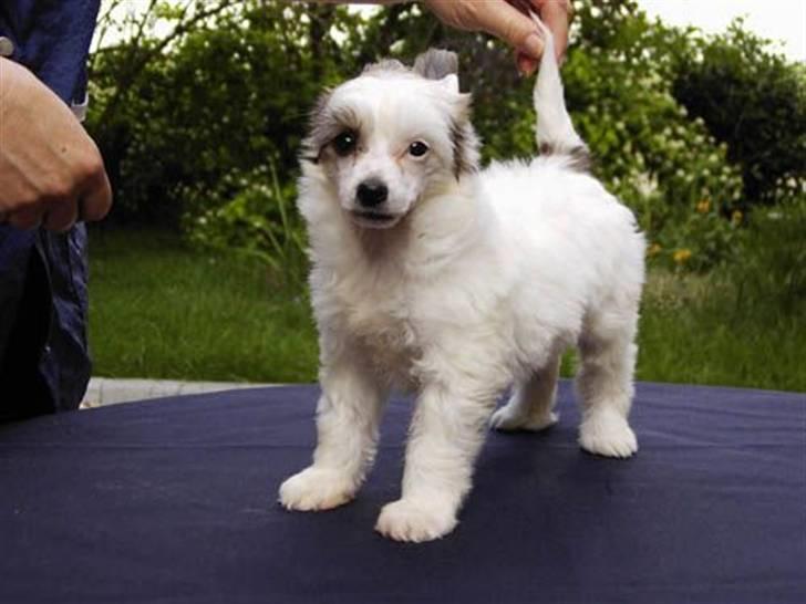 Chinese crested hårløs Clare - Min lille baby billede 12