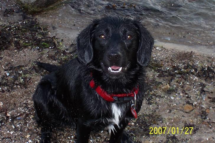 Blanding af racer Sally (sørøveren) - smil til fotografen :o) billede 1