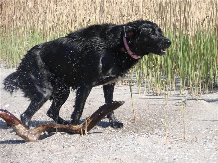 Blanding af racer Sally (sørøveren) - Sally alias hyæne....*gg* billede 2