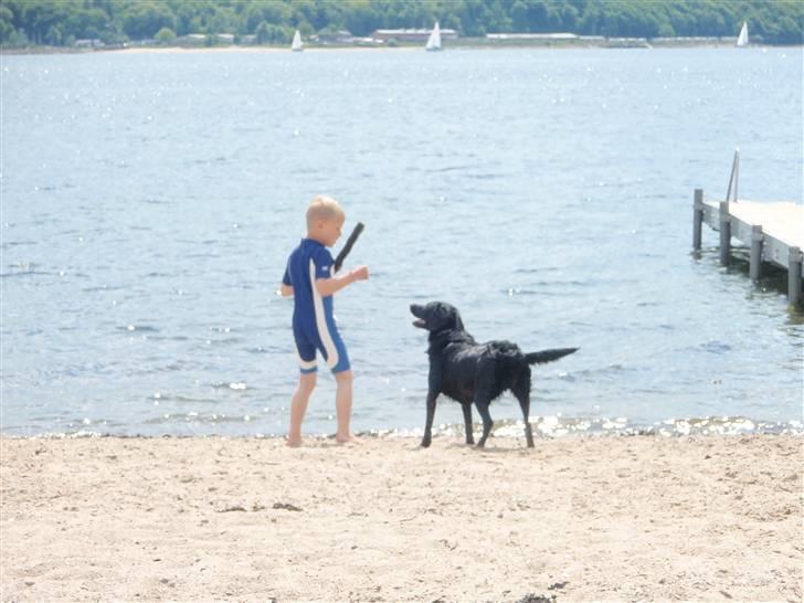 Blanding af racer Sally (sørøveren) - Kom nu Lasse, smid pinden....... billede 3