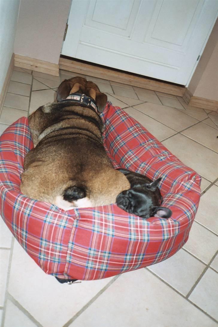 Fransk bulldog Plaire´s Elaine - Ja, man fylder jo ikke så meget i en hundeseng! billede 4