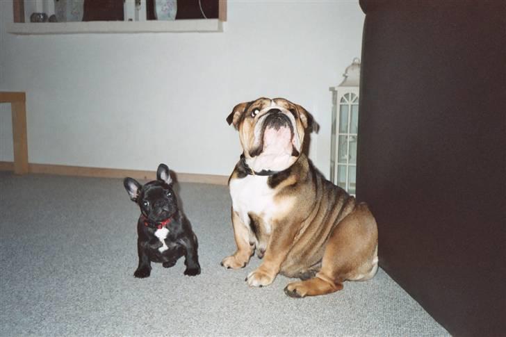 Fransk bulldog Plaire´s Elaine billede 5