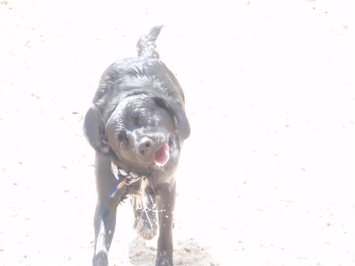 Blanding af racer Sally (sørøveren) - Fuiiiiiij........masser af vand i ørene. billede 5